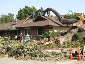 Above & Beyond Tree Services