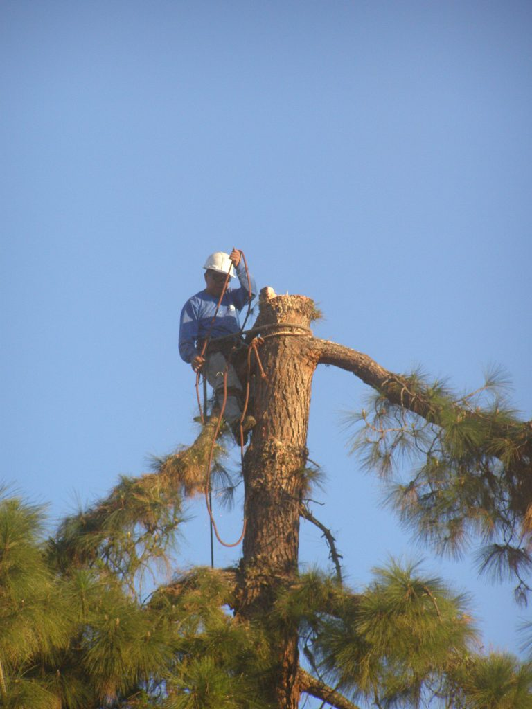 Above & Beyond Tree Services