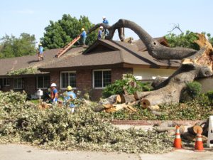 professional tree removal services